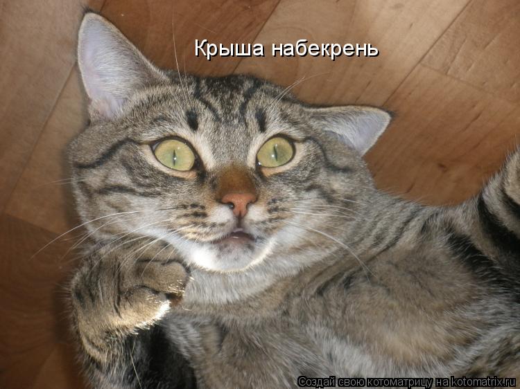 Крыша набекрень... Котоматрица: Крыша набекрень