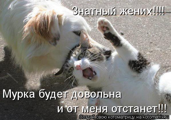 Котоматрица: Знатный жених!!!! Мурка будет довольна  и от меня отстанет!!!