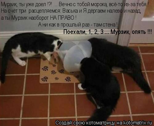 Котоматрица: Мурзик, ты уже доел !?! ... Вечно с тобой морока, всё-то из-за тебя !  На счёт три  расцепляемся: Васька и Я дёргаем налево и назад, а ты Мурзик наоб