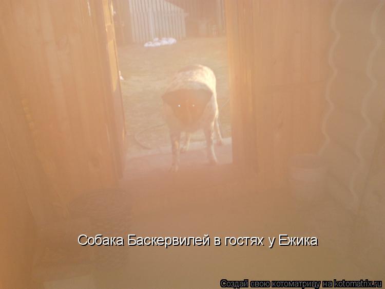 Котоматрица: Собака Баскервилей в гостях у Ежика