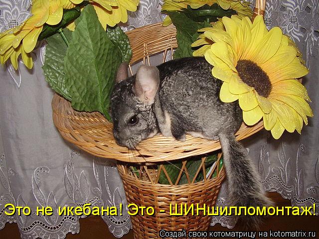 Котоматрица: Это не икебана! Это - ШИНшилломонтаж!