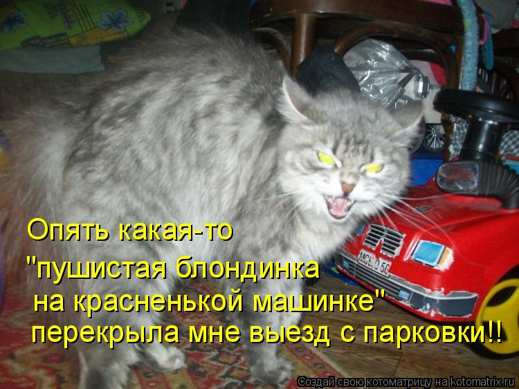 Котоматрица: Опять какая-то  "пушистая блондинка на красненькой машинке" перекрыла мне выезд с парковки!!