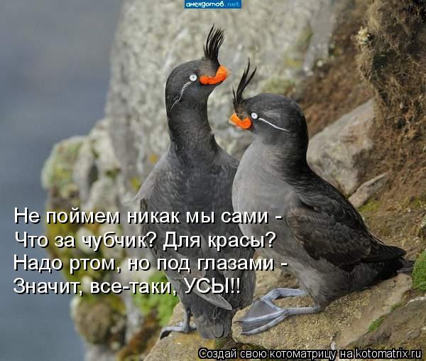 Не поймем никак мы сами - Что за чубчик? Для красы? Надо ртом, но под глазами - Значит, все-таки, УСЫ... Котоматрица: Не поймем никак мы сами - Что за чубчик? Для красы? Надо ртом, но под глазами - Значит, все-таки, УСЫ!!