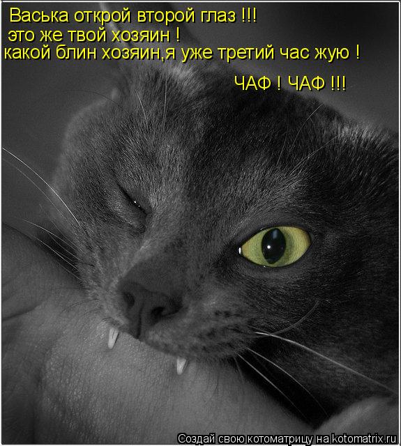 Котоматрица: Васька открой второй глаз !!! это же твой хозяин ! какой блин хозяин,я уже третий час жую ! ЧАФ ! ЧАФ !!!