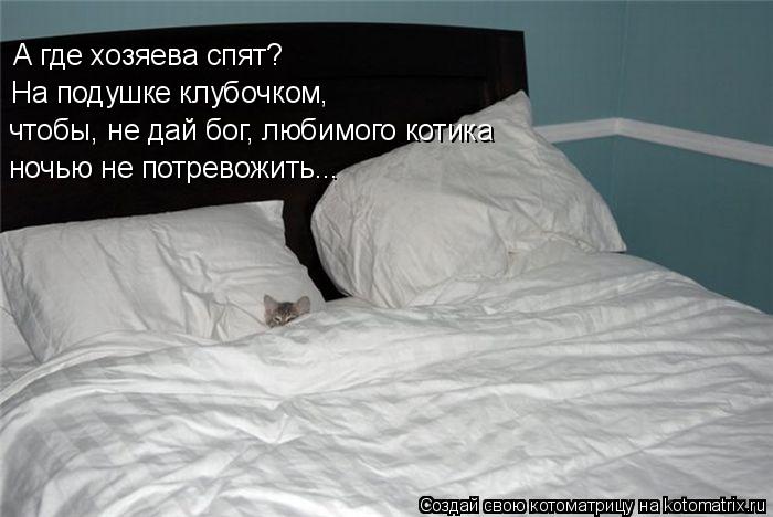 Котоматрица: А где хозяева спят?  На подушке клубочком, чтобы, не дай бог, любимого котика  ночью не потревожить...