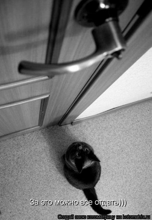 Котоматрица: За это можно все отдать)))