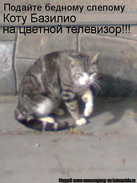 Котоматрица: Подайте бедному слепому  Коту Базилио на цветной телевизор!!!