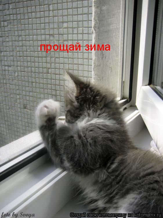 Котоматрица: прощай зима