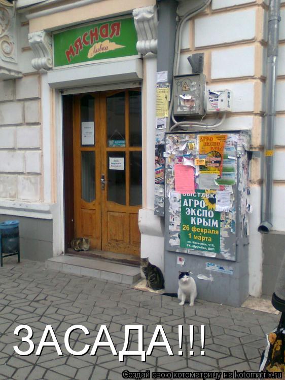 Котоматрица: ЗАСАДА!!!