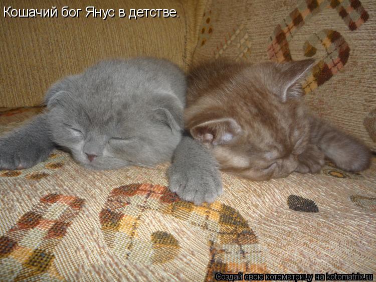 Котоматрица: Кошачий бог Янус в детстве.