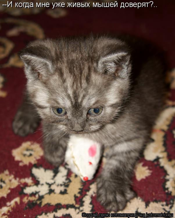 Котоматрица: --И когда мне уже живых мышей доверят?..