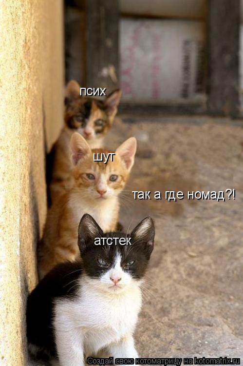 псих атстек шут так а где номад?!... Котоматрица: псих атстек шут так а где номад?!