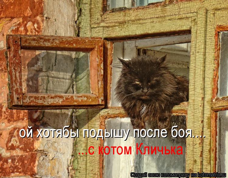 ой хотябы подышу после боя.... ...с котом Кличька... Котоматрица: ой хотябы подышу после боя.... ...с котом Кличька