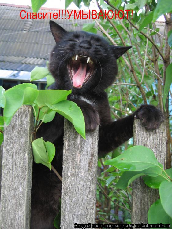 Спасите!!!УМЫВАЮЮТ!... Котоматрица: Спасите!!!УМЫВАЮЮТ!