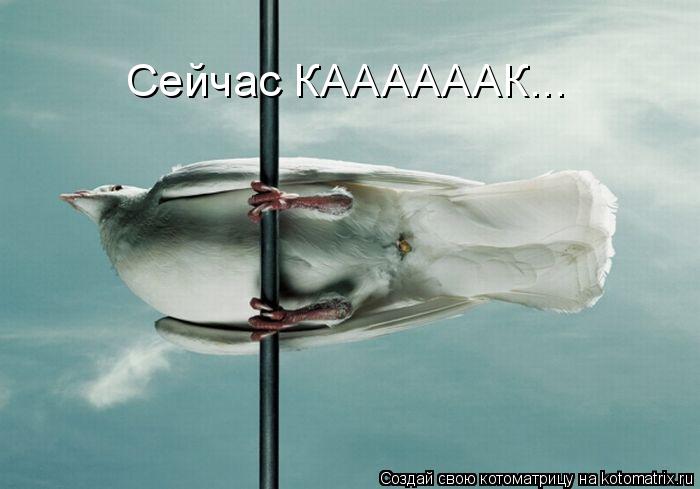 Сейчас КААААААК...... Котоматрица: Сейчас КААААААК...