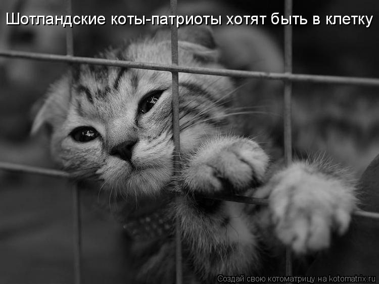 Котоматрица: Шотландские коты-патриоты хотят быть в клетку