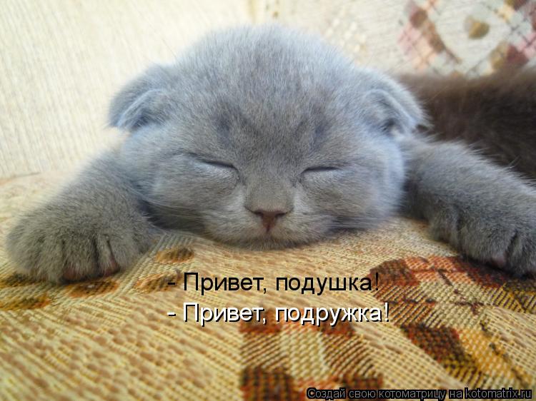 - Привет, подушка! - Привет, подружка!... Котоматрица: - Привет, подушка! - Привет, подружка!