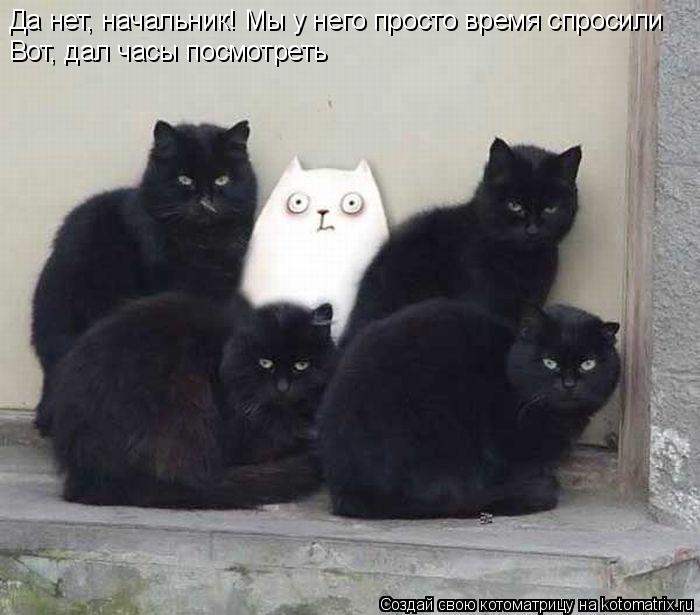 Котоматрица: Да нет, начальник! Мы у него просто время спросили Вот, дал часы посмотреть