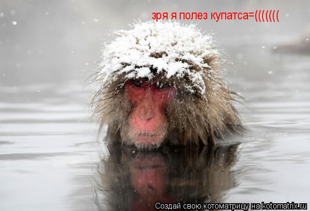 Котоматрица: зря я полез купатса=(((((((
