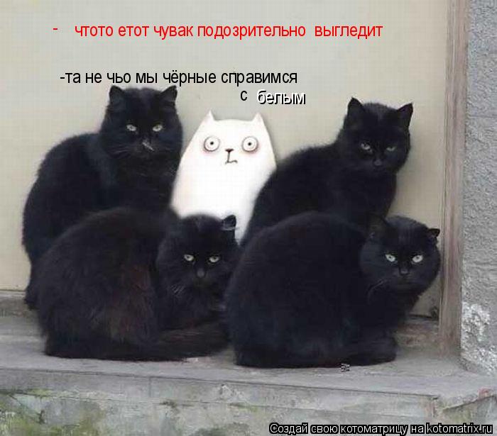 Котоматрица: чтото етот чувак подозрительно  выгледит - -та не чьо мы чёрные справимся  белым с