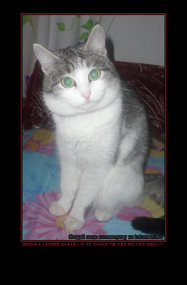 Молока скорей давай!!!А то тапки ты уже не спасёшь!!!! ... Котоматрица: Молока скорей давай!!!А то тапки ты уже не спасёшь!!!!