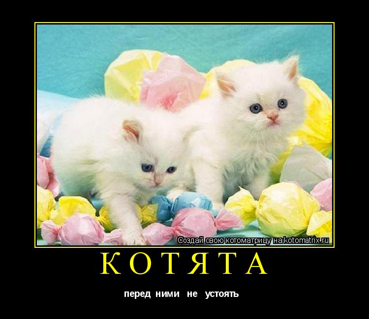 Котоматрица: котята перед  ними   не   устоять  