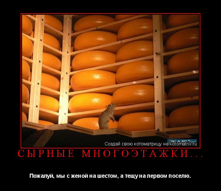 Котоматрица: Сырные многоэтажки... Пожалуй, мы с женой на шестом, а тещу на первом поселю.