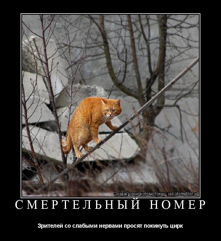 Смертельный номер Зрителей со слабыми нервами просят покинуть цирк... Котоматрица: Смертельный номер Зрителей со слабыми нервами просят покинуть цирк