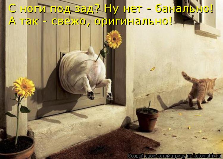 С ноги под зад? Ну нет - банально! А так - свежо, оригинально!... Котоматрица: С ноги под зад? Ну нет - банально! А так - свежо, оригинально!