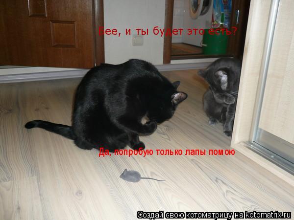 Котоматрица: Бее, и ты будет это есть? Да, попробую только лапы помою