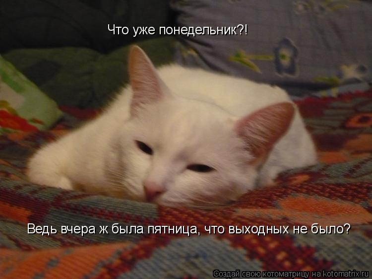Котоматрица: Что уже понедельник?! Ведь вчера ж была пятница, что выходных не было?