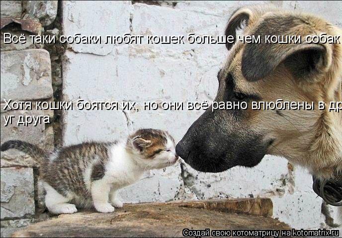 Котоматрица: Всё таки собаки любят кошек больше чем кошки собак Хотя кошки боятся их, но они всё равно влюблены в друг друга уг друга