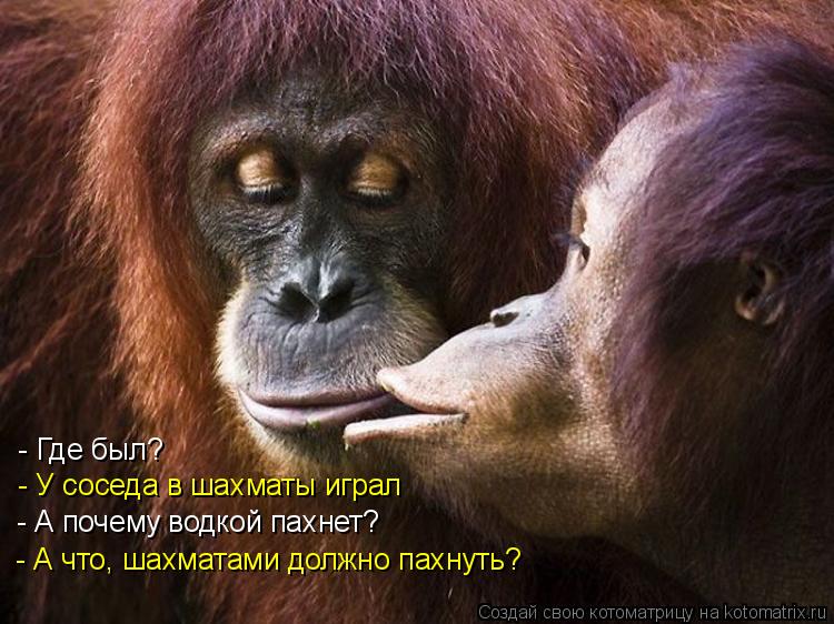 - Где был? - У соседа в шахматы играл - А почему водкой пахнет? - А что, шахматами должно пахнуть?... Котоматрица: - Где был? - У соседа в шахматы играл - А почему водкой пахнет? - А что, шахматами должно пахнуть?