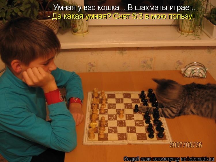- Умная у вас кошка... В шахматы играет... - Да какая умная? Счет 5:3 в мою пользу!... Котоматрица: - Умная у вас кошка... В шахматы играет... - Да какая умная? Счет 5:3 в мою пользу!