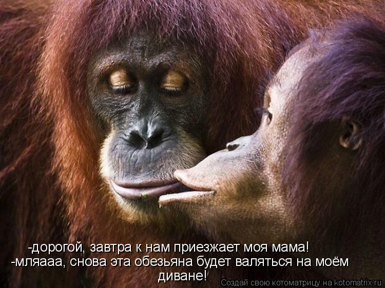 -дорогой, завтра к нам приезжает моя мама! -мляааа, снова эта обезьяна будет валяться на моём диване... Котоматрица: -дорогой, завтра к нам приезжает моя мама! -мляааа, снова эта обезьяна будет валяться на моём диване!