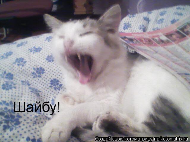 Шайбу!... Котоматрица: Шайбу!