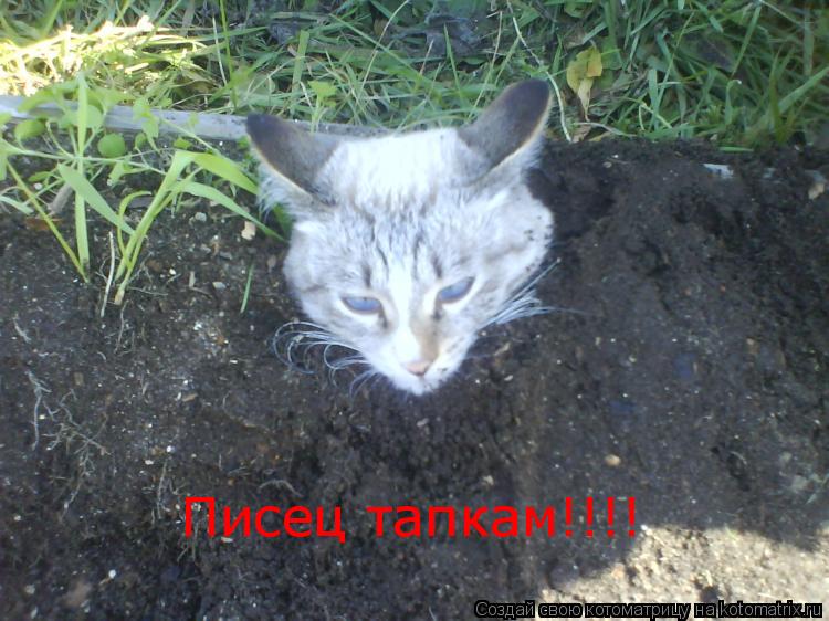 Писец тапкам!!!!... Котоматрица: Писец тапкам!!!!