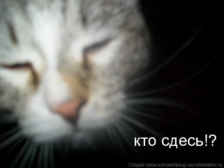 кто сдесь!?... Котоматрица: кто сдесь!?
