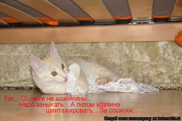 Котоматрица: Так... Стринги не хозяйкины... Надо заныкать... А потом хозяина  шантажировать... За сосиски...