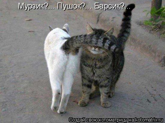 Котоматрица: Мурзик?... Пушок?... Барсик?...