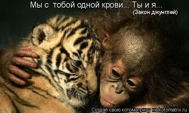 Котоматрица: Мы с  тобой одной крови... Ты и я... (Закон джунглей)
