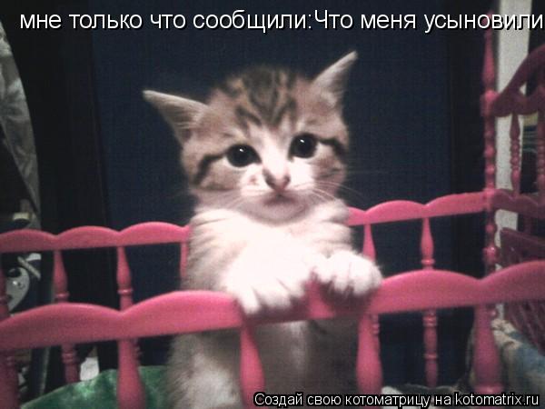 Котоматрица: мне только что сообщили:Что меня усыновили-Мама ты где?