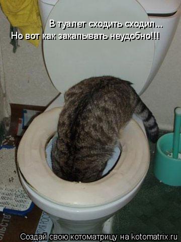 Котоматрица: В туалет сходить сходил... Но вот как закапывать неудобно!!!