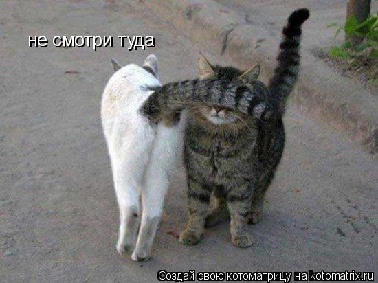 Котоматрица: не смотри туда