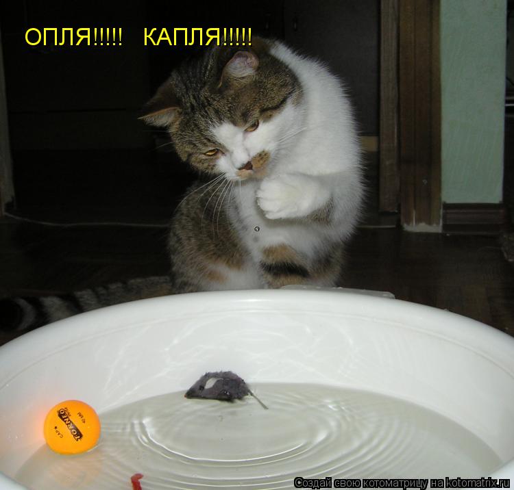 Котоматрица: ОПЛЯ!!!!!   КАПЛЯ!!!!!
