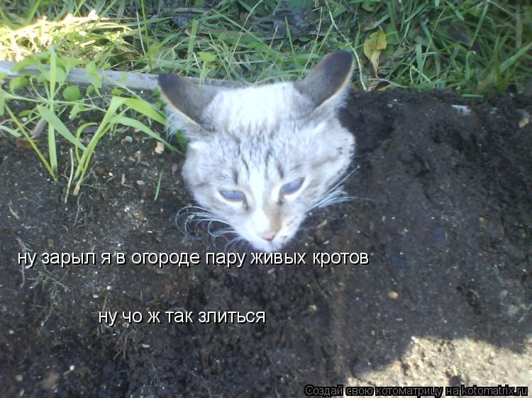 ну зарыл я в огороде пару живых кротов ну чо ж так злиться ну чо ж так злиться... Котоматрица: ну зарыл я в огороде пару живых кротов ну чо ж так злиться ну чо ж так злиться