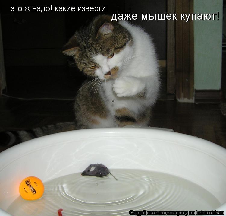 это ж надо! какие изверги! даже мышек купают!... Котоматрица: это ж надо! какие изверги! даже мышек купают!