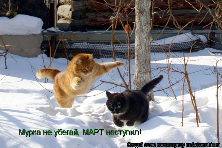 Мурка не убегай, МАРТ наступил!... Котоматрица: Мурка не убегай, МАРТ наступил!