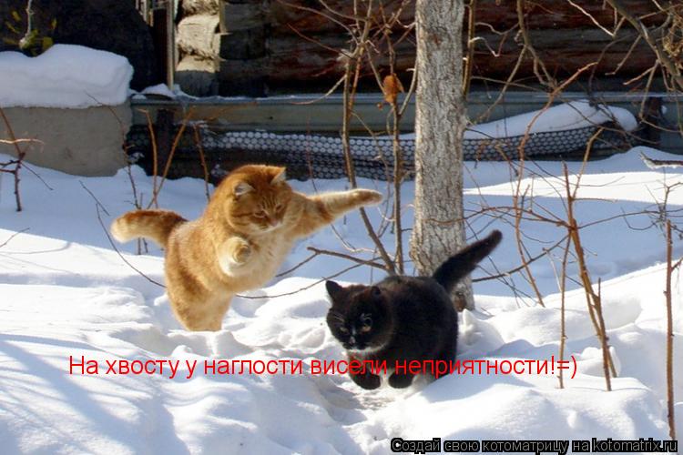 Котоматрица: На хвосту у наглости висели неприятности!=)
