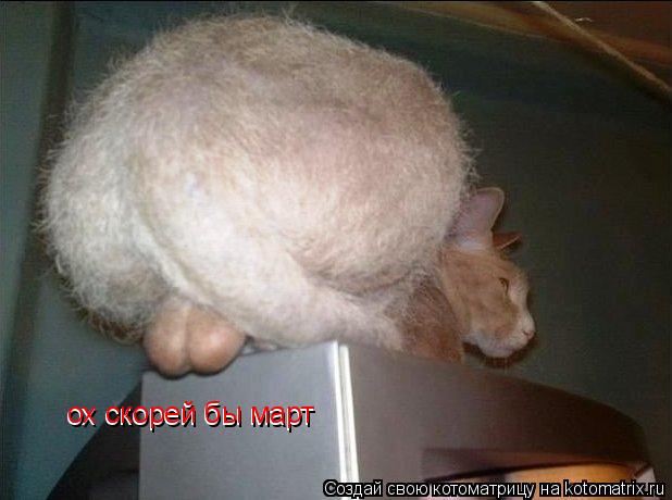 Котоматрица: ох скорей бы март ох скорей бы март